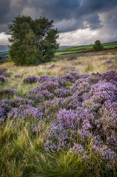 Heather blooming on English hills Picture Board by Andrew Kearton