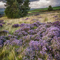 Buy canvas prints of Heather blooming on English hills by Andrew Kearton