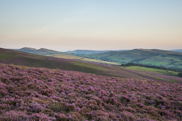 High Peak heather at dusk Picture Board by Andrew Kearton