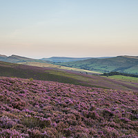 Buy canvas prints of High Peak heather at dusk by Andrew Kearton