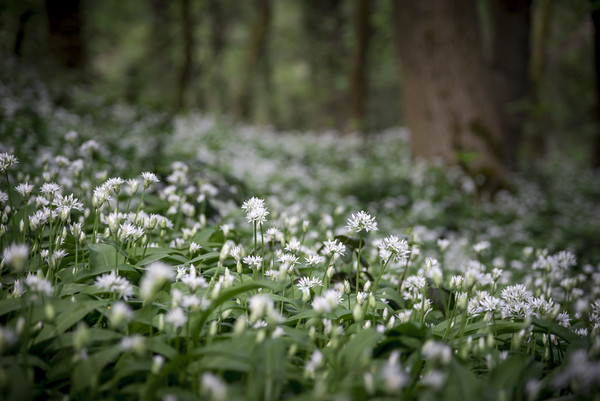Ramsons in a spring wood Picture Board by Andrew Kearton