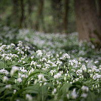 Buy canvas prints of Ramsons in a spring wood by Andrew Kearton