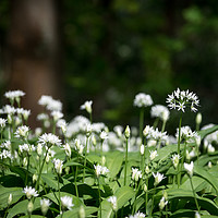 Buy canvas prints of Wild garlic in an English woodland by Andrew Kearton