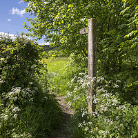 Buy canvas prints of Footpath sign in summer by Andrew Kearton