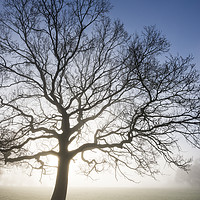 Buy canvas prints of English Oak in morning mist by Andrew Kearton