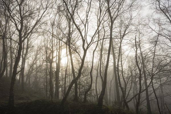 Golden light in the misty woods Picture Board by Andrew Kearton