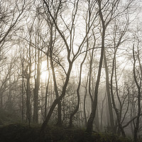 Buy canvas prints of Golden light in the misty woods by Andrew Kearton
