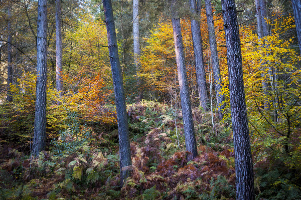 Autumn colour in the forest Picture Board by Andrew Kearton
