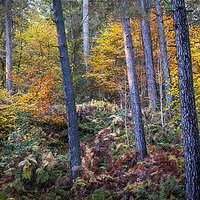 Buy canvas prints of Autumn colour in the forest by Andrew Kearton