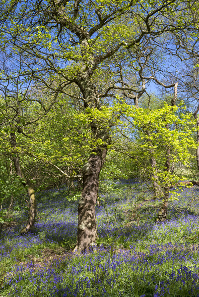 Spring in an English woodland Picture Board by Andrew Kearton