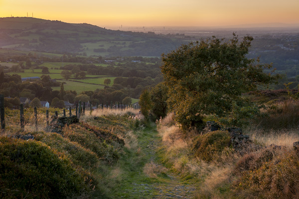 Summer evening on a hillside path Picture Board by Andrew Kearton