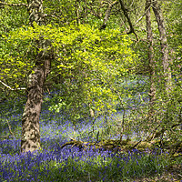 Buy canvas prints of Spring at Etherow country park by Andrew Kearton