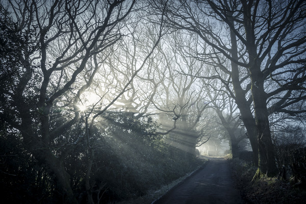 Morning mist on a country lane Picture Board by Andrew Kearton