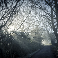 Buy canvas prints of Morning mist on a country lane by Andrew Kearton