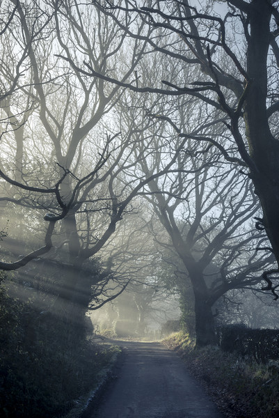 English Oaks on a misty lane Picture Board by Andrew Kearton