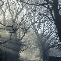 Buy canvas prints of English Oaks on a misty lane by Andrew Kearton