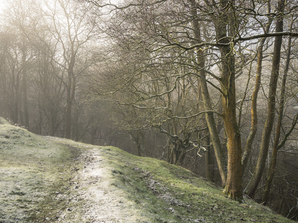 Frosty walk beside the woods Picture Board by Andrew Kearton