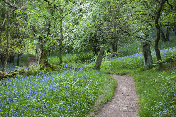 Bluebells beside the Dane valley way Picture Board by Andrew Kearton