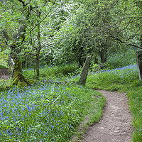 Buy canvas prints of Bluebells beside the Dane valley way by Andrew Kearton