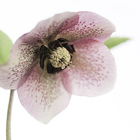 Buy canvas prints of Light pink Hellebore by Andrew Kearton