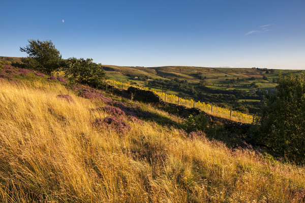 Summer grasses below Coombes Picture Board by Andrew Kearton