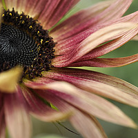 Buy canvas prints of Peachy sunflower by Andrew Kearton