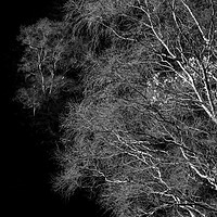Buy canvas prints of Fine branches by Andrew Kearton