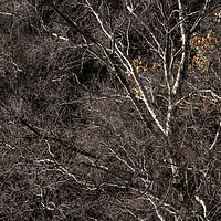 Buy canvas prints of Silver Birch branches by Andrew Kearton