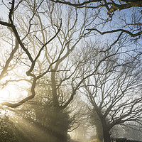 Buy canvas prints of Sunbeams on the lane by Andrew Kearton