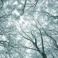 Buy canvas prints of Snowy Birch trees by Andrew Kearton