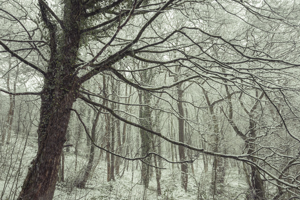 Snow falling in the woods Picture Board by Andrew Kearton