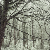 Buy canvas prints of Snow falling in the woods by Andrew Kearton