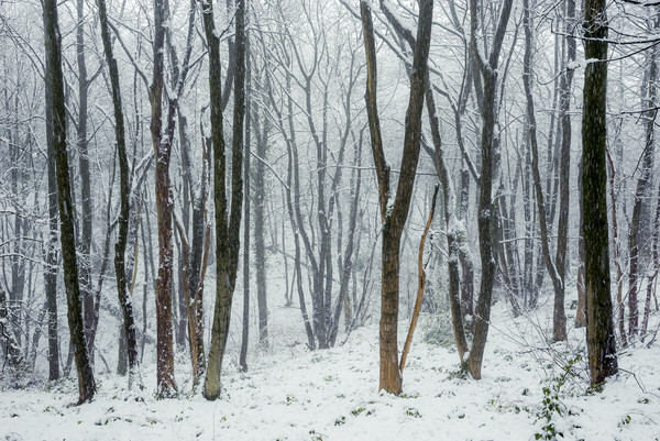 Falling snow in the woods Picture Board by Andrew Kearton
