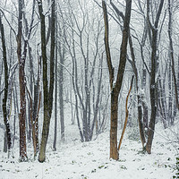 Buy canvas prints of Falling snow in the woods by Andrew Kearton