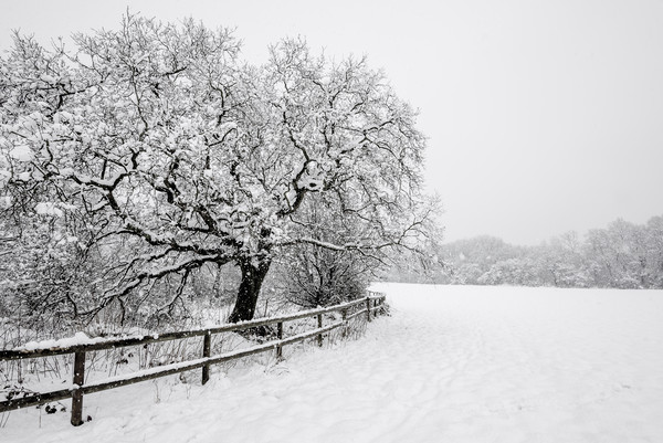 English Oak in the snow Picture Board by Andrew Kearton