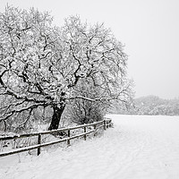 Buy canvas prints of English Oak in the snow by Andrew Kearton