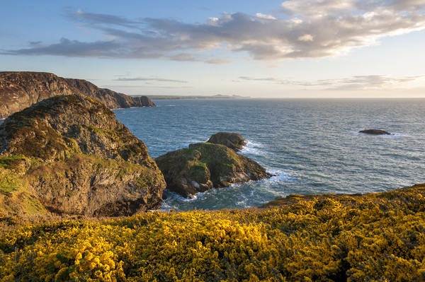 Pembrokeshire coast in spring Picture Board by Andrew Kearton