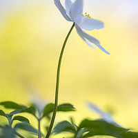 Buy canvas prints of Wood Anemone by Andrew Kearton