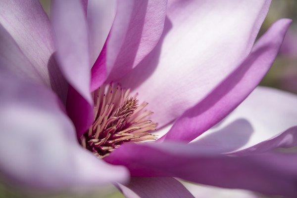 Pale purple Magnolia bloom Picture Board by Andrew Kearton