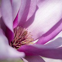 Buy canvas prints of Pale purple Magnolia bloom by Andrew Kearton