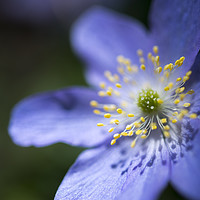 Buy canvas prints of Blue Anemone by Andrew Kearton
