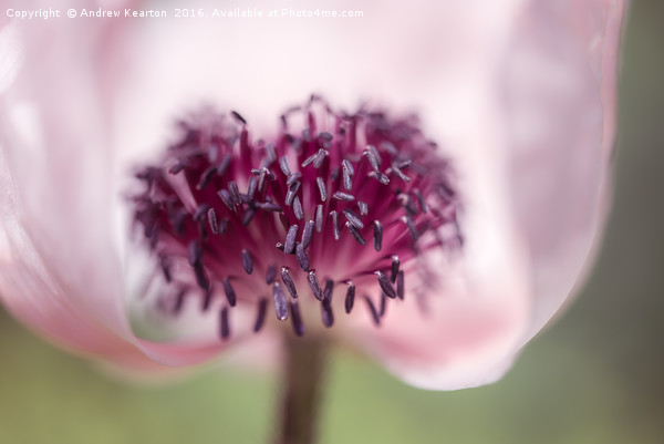 Soft summer Poppy Picture Board by Andrew Kearton