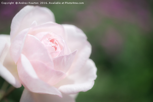 Dreamy pink rose Picture Board by Andrew Kearton