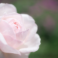 Buy canvas prints of Dreamy pink rose by Andrew Kearton