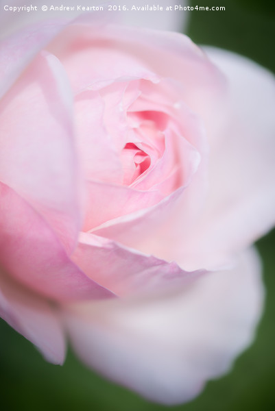 Pale pink rose bloom Picture Board by Andrew Kearton