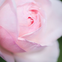 Buy canvas prints of Pale pink rose bloom by Andrew Kearton