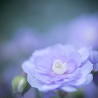 Buy canvas prints of Soft blue bloom by Andrew Kearton