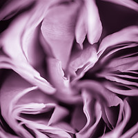 Buy canvas prints of Rose petals by Andrew Kearton