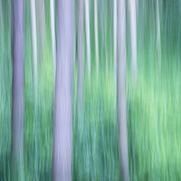 Buy canvas prints of Abstract forest colours by Andrew Kearton