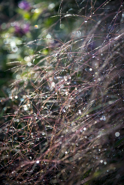 Sparkly summer grasses Picture Board by Andrew Kearton